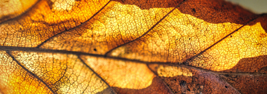 Hola en descomposicion